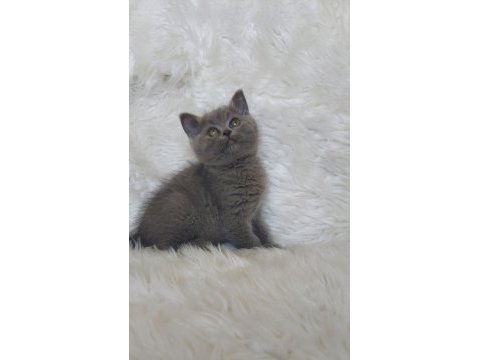 Safkan brittish shorthair