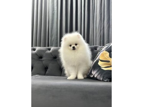 Üst kalite pomeranian boo isteyenlere