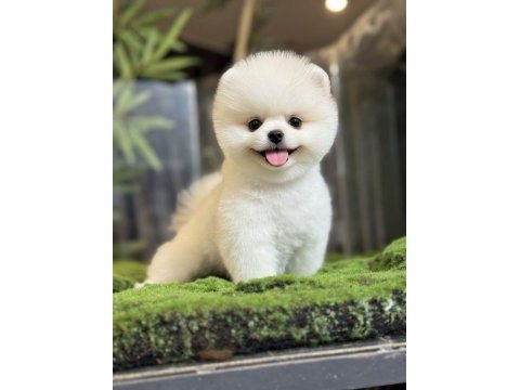 2.5 aylık erkek pomeranian yavru