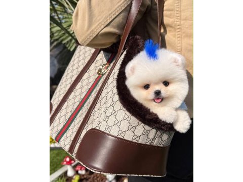 Pomeranian boo köpeği