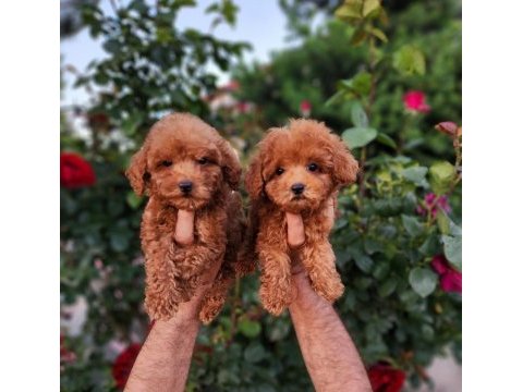 Toypoodle yavrularımız 