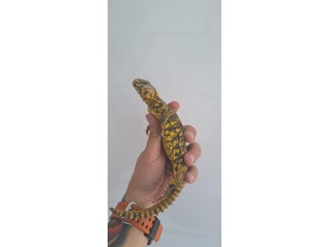 Uromastyx faturalı evraklı şekilde