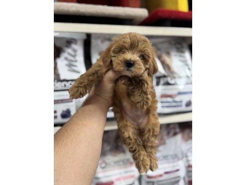 Teacup 2 aylık maltipoo yavrumuz