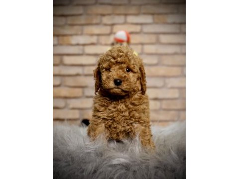 A kalite toy poodle yavruları