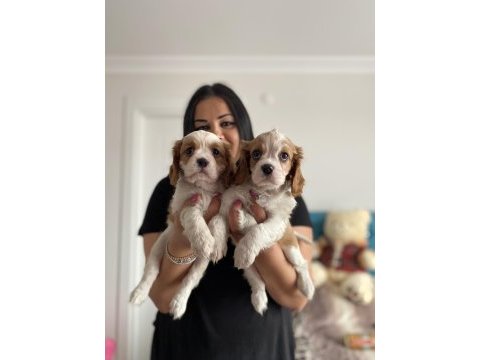 Cavalier king charles yavrularım