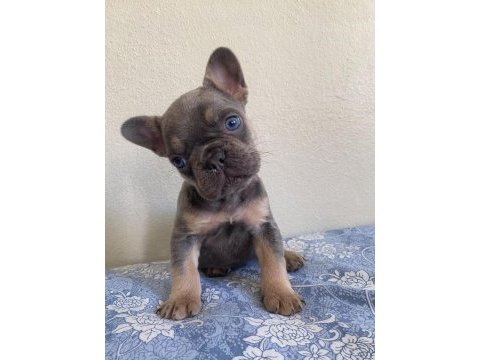 Lilac tan erkek maybe fluffy l4 french bulldog