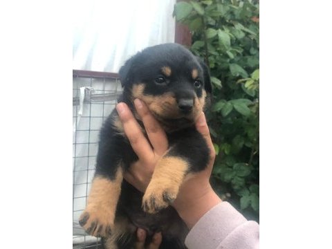 Koca kafa macar rottweiler