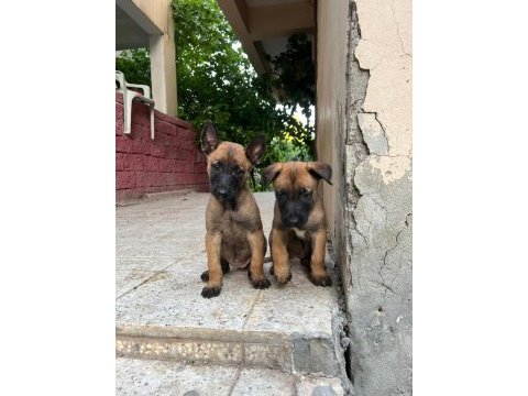 A şecereli malinois yavrular