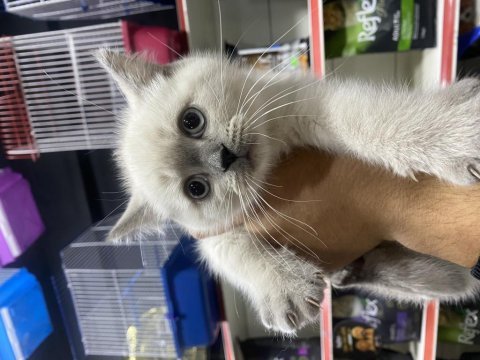 British shorthair ve british longhair