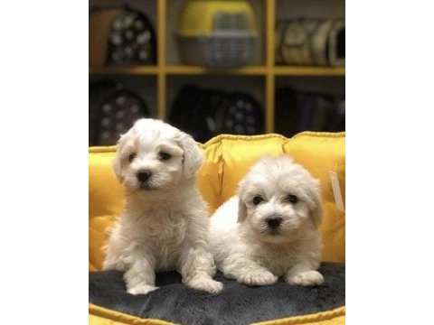 Güzeller güzeli maltese terrier yavrularım 