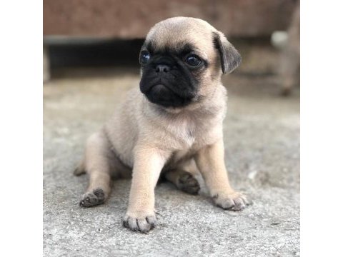 Mops erkek dişi uygun pug