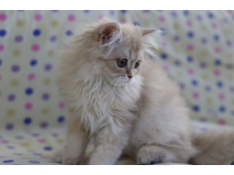 British longhair erkek