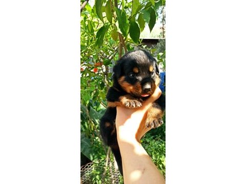 40’günlül rottweiler dişi