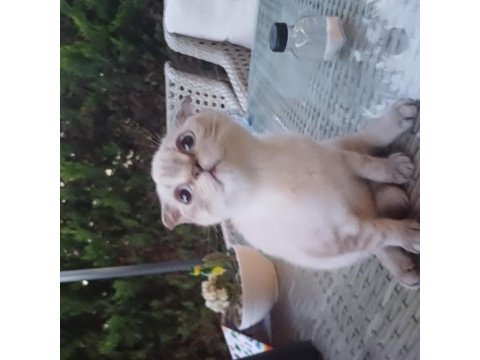 Scottish fold yavrumuza yeni aile arıyoruz