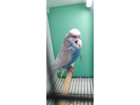 1 yaşında mavi sarı fanatik takım jumbo çift muhabbet kuşu