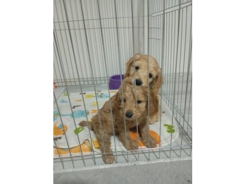 Maltipoo bebekler izmir