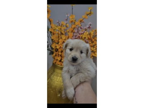 Maltipoo yavrum 55 günlük