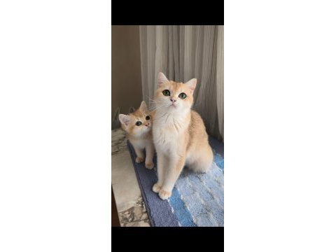 British shorthair golden yavru