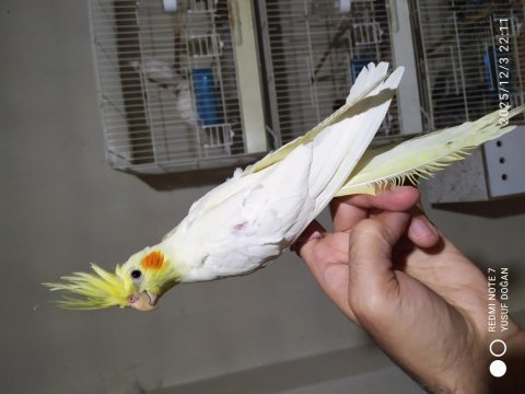 Damızlık 6-7 aylık albino ve lutino dişi sultan papağanı