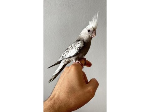 Albino ve wf pearl sultan papağanı yavruları