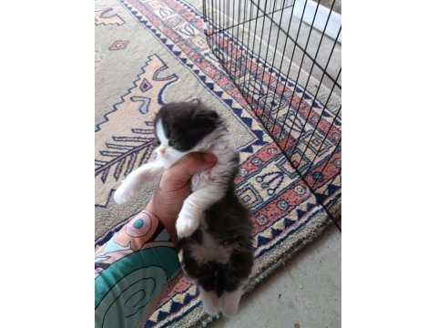Bebiş kedilere yuva arıyoruz