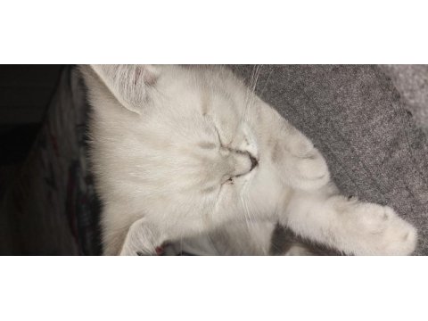 Mükemel renk yavru british shorthair