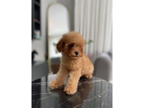 Teacup erkek toy poodle yavrumuz yeni ailesini aramakta