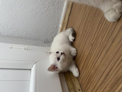 Yavru british shorthair kediler