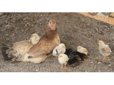 Kuluçkalık döllü yumurta