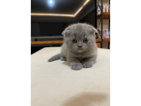 British shorthair yavruları