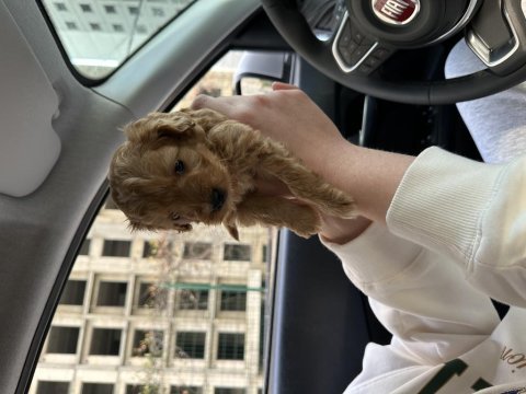 9 haftalık yavru maltipoo