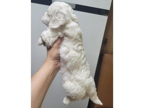 0 numara maltese terrier bebekler