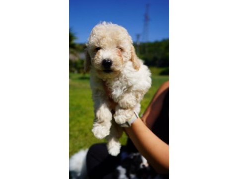 Maltipoo bebeklerimiz enfes güzellikte