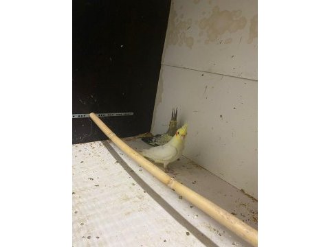 2 adet yeme düşmüş sultan papağanı kuşlarım