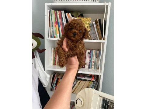 Safkan en küçük boy koyu renk toy poodle miniğim