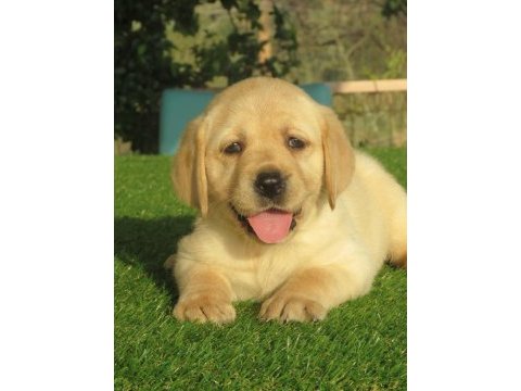 Şampiyon anne babadan fcı-kıf şecereli labrador yavrular