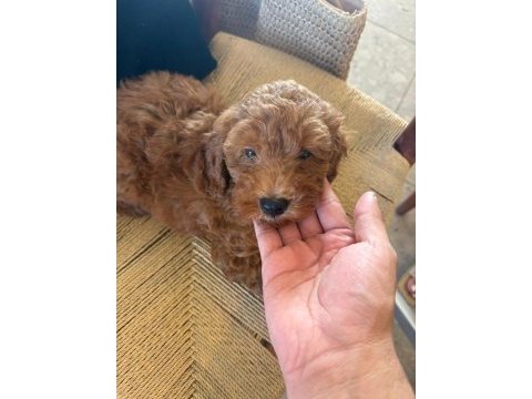 60 günlük poodle yavrumuza yuva arıyoruz