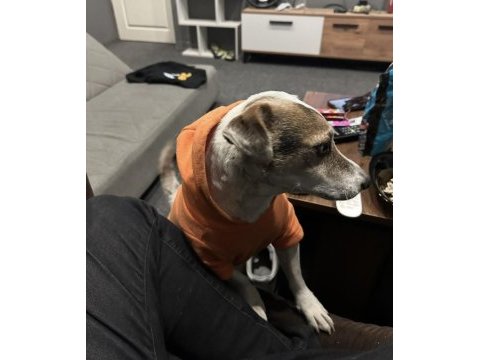 Ücretsiz sahiplendirme köpeğimiz