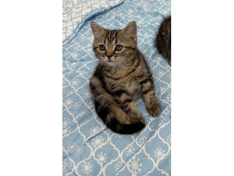 2.5 aylık dişi british longhair