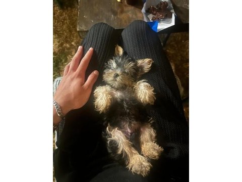 Teacup yorkshire terrier dişi