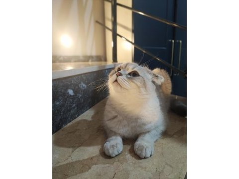 Scottish fold dişi kedimiz