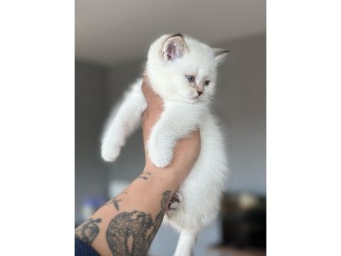 A kalite british longhair yavrular sahiplerini arıyor