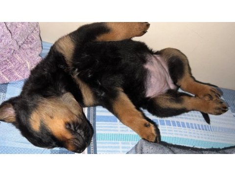 3 aylık dişi rrottweiler yavrumuz