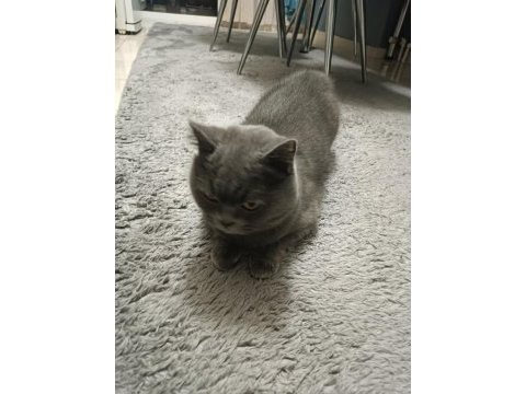 3 yaşında dişi british shorthair sevecen sıcak kanlı