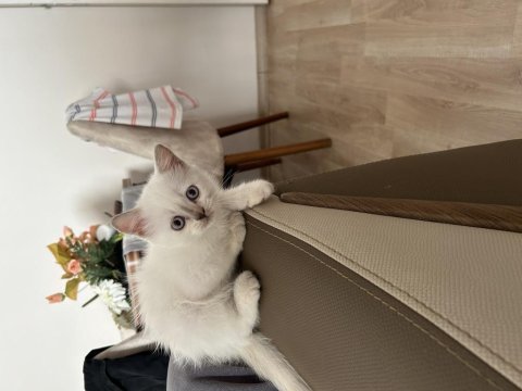 British shorthair yavrular