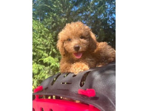 Maltipoo yavrularımızı canlı görerek alabilirsiniz