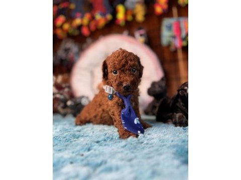 Minicik toy poodle bebekler