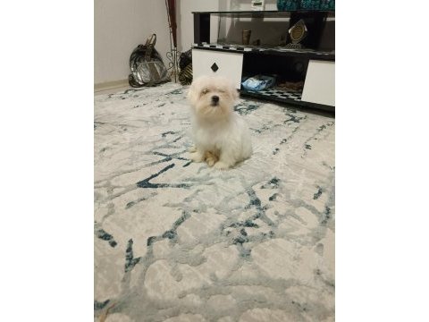Kore kan maltese bebek harika
