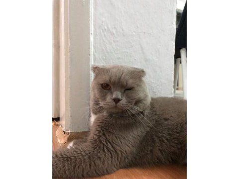 Çok tatlı 1.5 yaşında bir erkek scottish fold