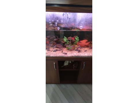 Akvaryum ve balıklar toptan verilecektir